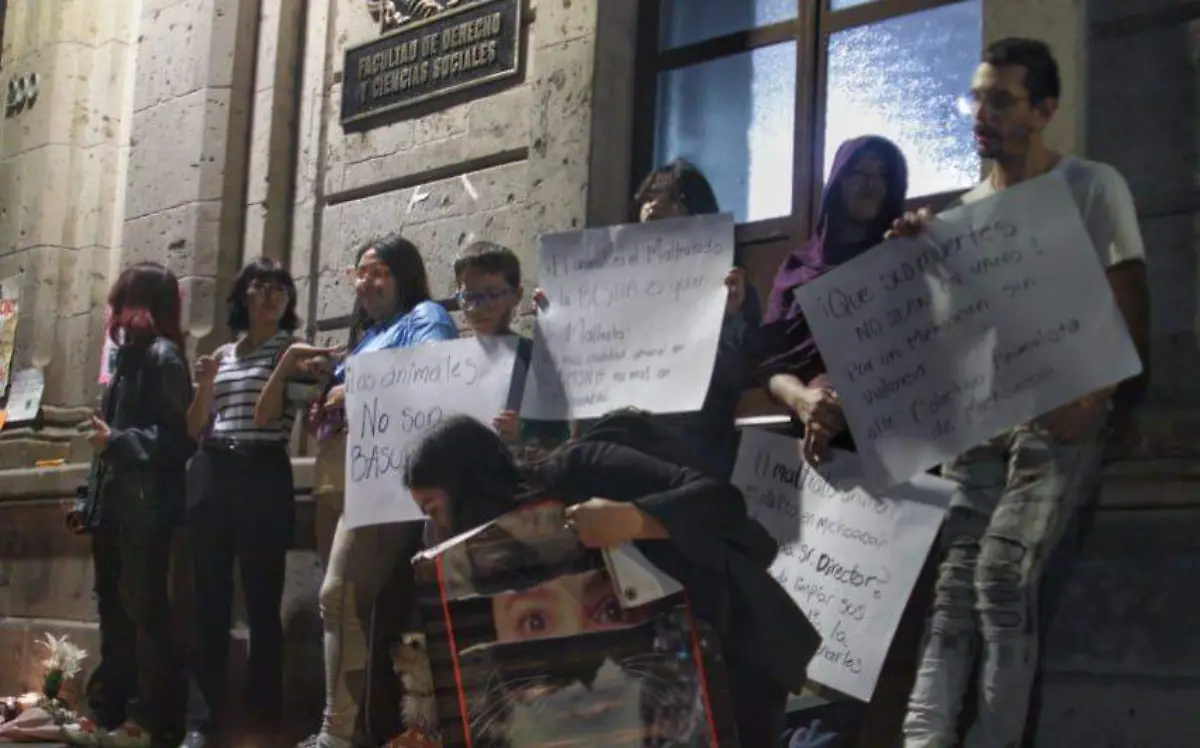 Manifestación por envenenamiento de gatos